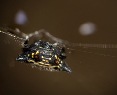 Gasteracantha cancriformis