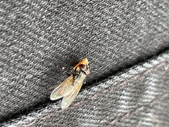 Musca domestica