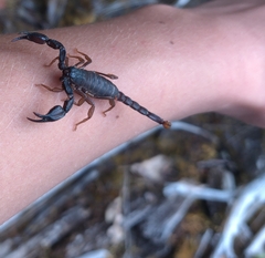Uroctonus mordax