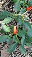 Capsicum