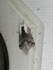 Tolype velleda