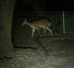 Tragelaphus sylvaticus sylvaticus