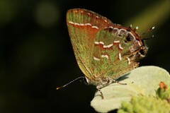 Callophrys gryneus