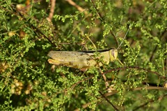 Heteracris pterosticha