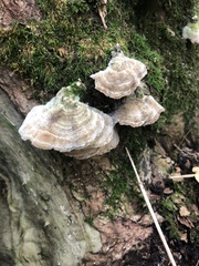 Trametes betulina