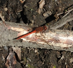 Sympetrum vicinum