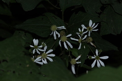 Montanoa frutescens