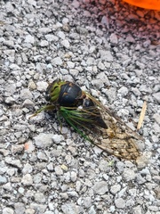 Neotibicen tibicen tibicen