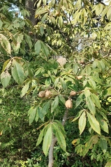 Aesculus flava