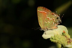 Callophrys gryneus