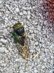 Neotibicen tibicen tibicen