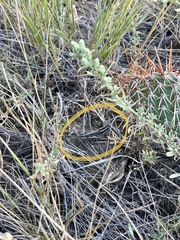 Melanoplus packardii