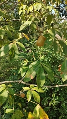 Aesculus flava