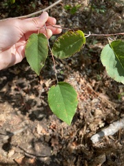 Amelanchier arborea