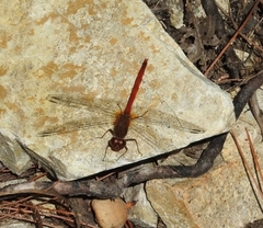 Sympetrum vicinum