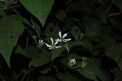 Montanoa frutescens