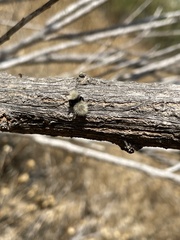 Dasymutilla sackenii