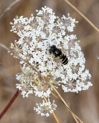 Eristalis hirta