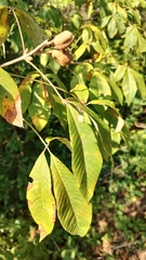 Aesculus flava
