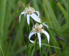 Rhynchospora colorata