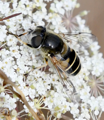 Eristalis hirta