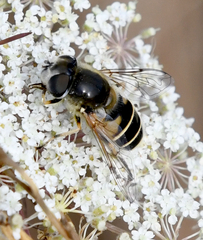Eristalis hirta