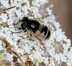 Eristalis hirta