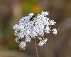 Eristalis hirta