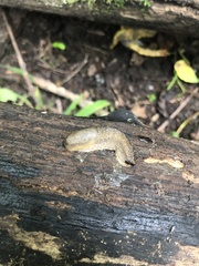 Arion intermedius