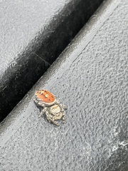 Phidippus adumbratus