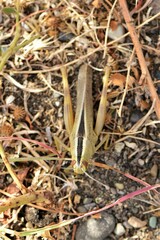 Heteracris pterosticha