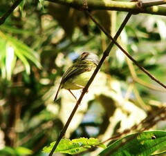 Myiornis auricularis
