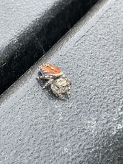 Phidippus adumbratus