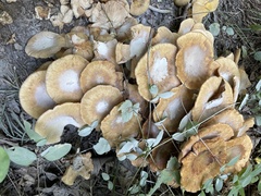 Armillaria mellea