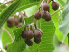 Bursera kerberi