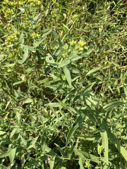 Asteromyia euthamiae