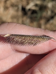 Bouteloua barbata