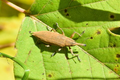 Lixus iridis