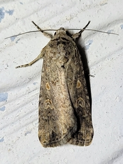 Spodoptera exigua