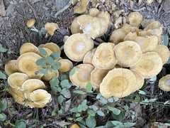 Armillaria mellea