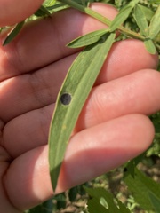 Asteromyia euthamiae