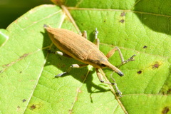 Lixus iridis