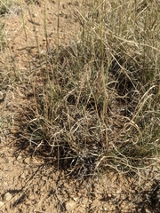 Bouteloua barbata