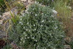 Teucrium brevifolium