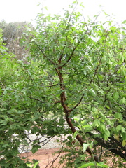 Bursera kerberi