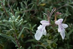 Teucrium brevifolium