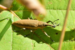 Lixus iridis
