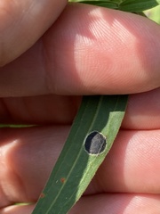 Asteromyia euthamiae