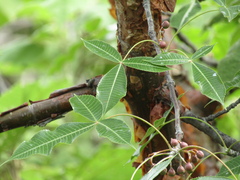 Bursera kerberi