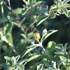 Buddleja marrubiifolia